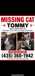 Lost Male Cat last seen Near n 1100E St. George ut 84770, St. George, UT 84770