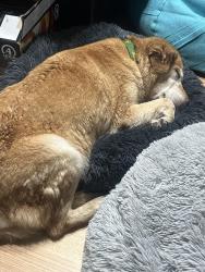 Found/Stray Female Dog last seen Sumner Avenue between Harding St and Bluff Rs, Indianapolis, IN 46217