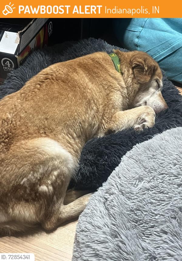 Found/Stray Female Dog last seen Sumner Avenue between Harding St and Bluff Rs, Indianapolis, IN 46217