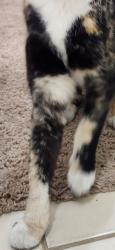 Found/Stray Unknown Cat last seen I will use the street's bell.I will use the street scrovers.I will use the streets nineteenth avenue, Phoenix, AZ 85053