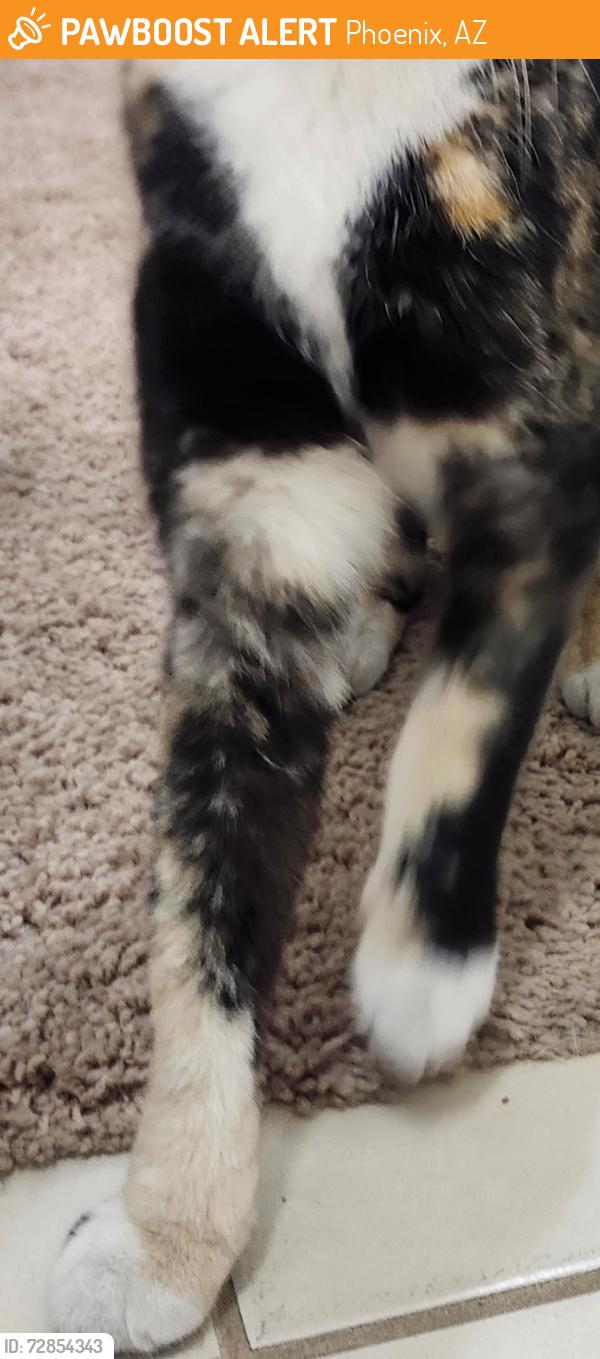Found/Stray Unknown Cat last seen I will use the street's bell.I will use the street scrovers.I will use the streets nineteenth avenue, Phoenix, AZ 85053