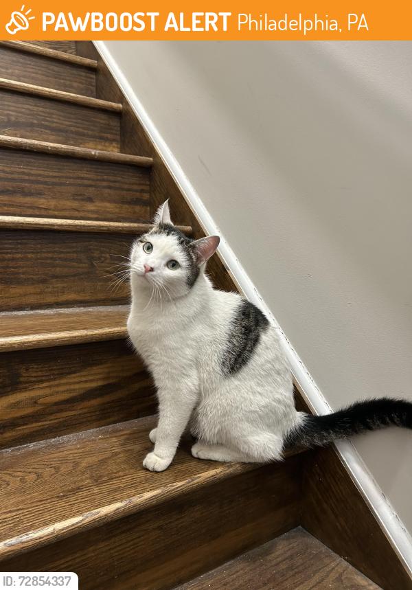Found/Stray Female Cat last seen Leland & Wylie, Philadelphia, PA 19130