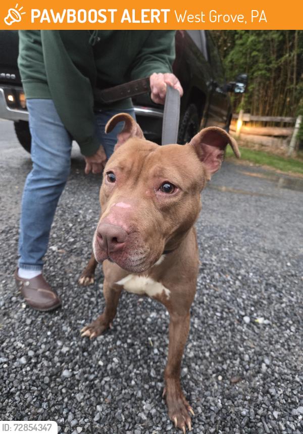 Found/Stray Female Dog last seen SECCRA landfill, West Grove, PA 19390