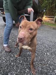 Found/Stray Female Dog last seen SECCRA landfill, West Grove, PA 19390