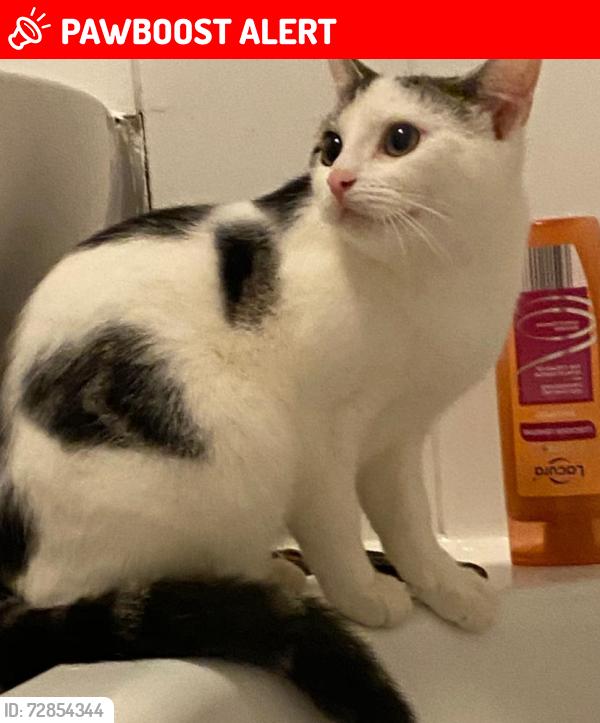 Lost Female Cat last seen Penrith Court, Hazlemere Drive, Medway, England ME7