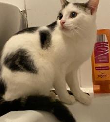 Lost Female Cat last seen Penrith Court, Hazlemere Drive, Medway, England ME7