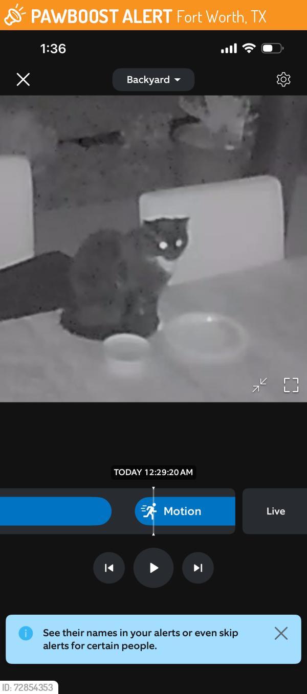 Found/Stray Unknown Cat last seen Bailey Boswell community , Fort Worth, TX 76179