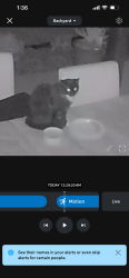 Found/Stray Unknown Cat last seen Bailey Boswell community , Fort Worth, TX 76179