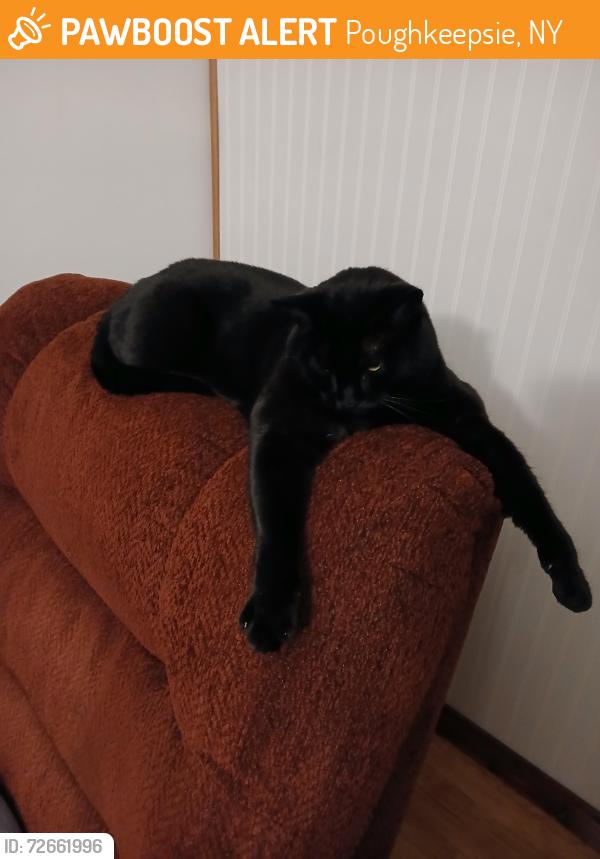 Found/Stray Male Cat last seen Rt9 and Vassar, Poughkeepsie, NY 12601