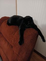 Found/Stray Male Cat last seen Rt9 and Vassar, Poughkeepsie, NY 12601