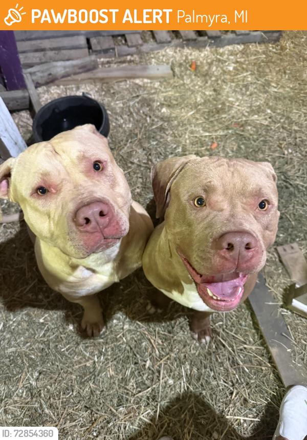 Found/Stray Male Dog last seen Near Myers hwy , Palmyra, MI 49268