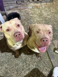 Found/Stray Male Dog last seen Near Myers hwy , Palmyra, MI 49268