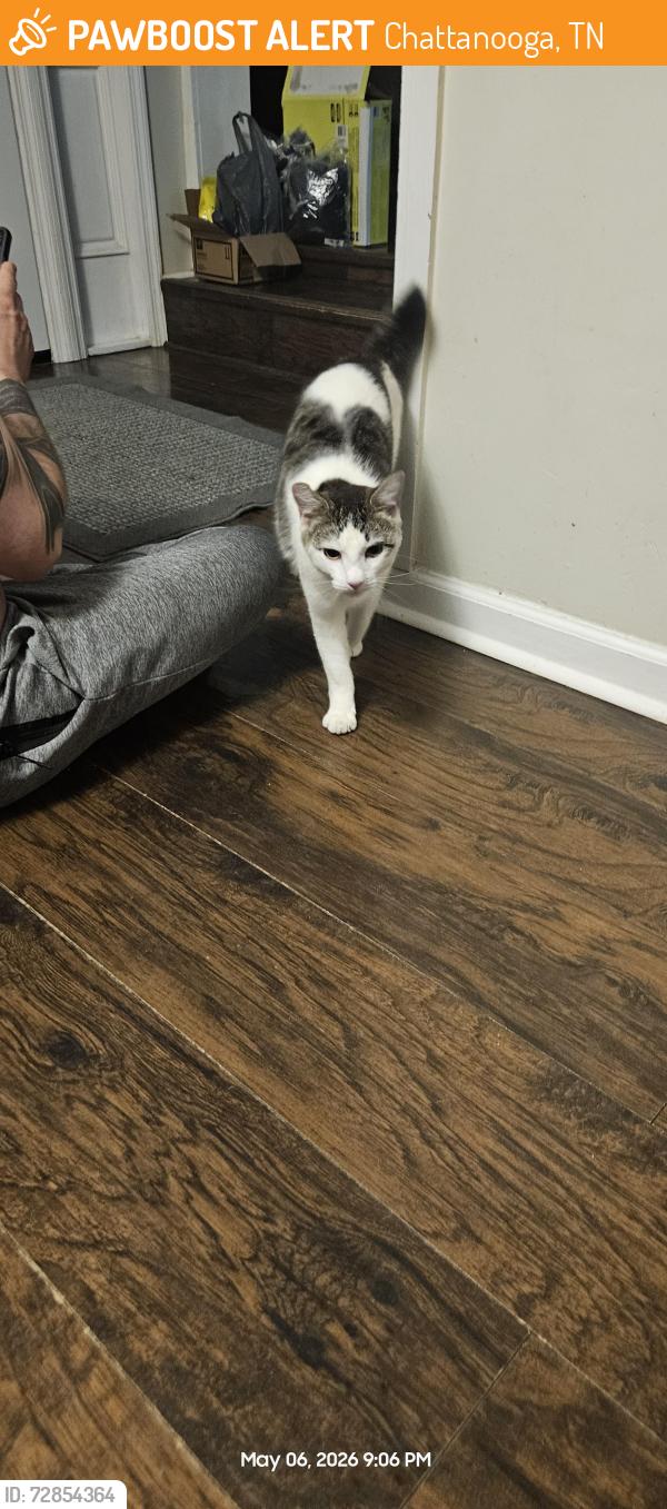 Found/Stray Unknown Cat last seen Gann rd, Chattanooga, TN 37379