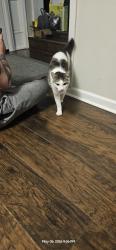 Found/Stray Unknown Cat last seen Gann rd, Chattanooga, TN 37379