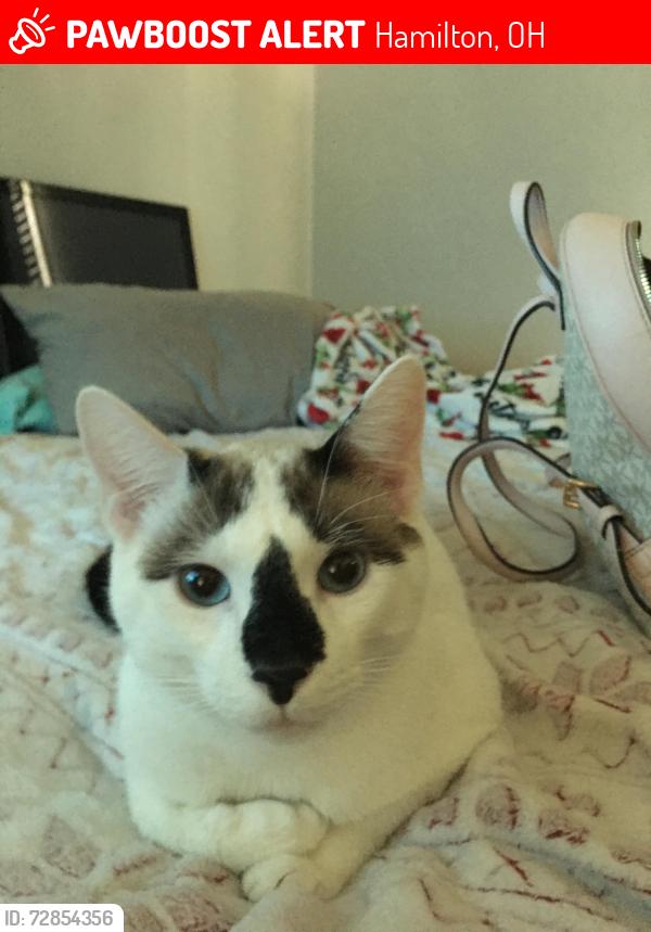 Lost Male Cat last seen Benninghoffen Park, Pleasant Ave. Laurel Ave. and Hooven are the streets surrounding Minor Ave. , Hamilton, OH 45015