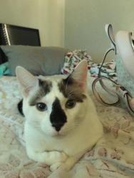 Lost Male Cat last seen Benninghoffen Park, Pleasant Ave. Laurel Ave. and Hooven are the streets surrounding Minor Ave. , Hamilton, OH 45015