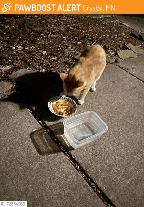Found/Stray Male Cat last seen New Hope ice arena, Crystal, MN 55422