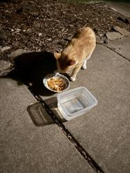 Found/Stray Male Cat last seen New Hope ice arena, Crystal, MN 55422