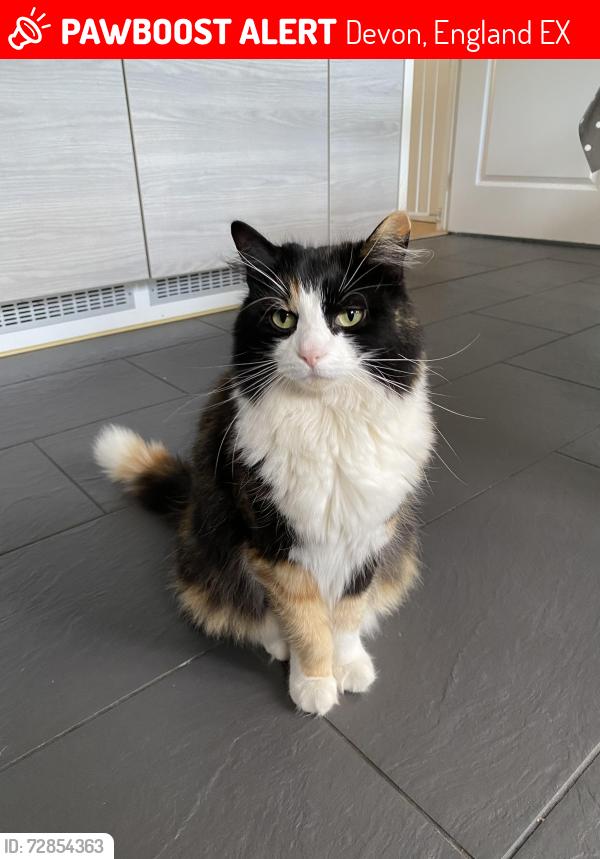Lost Female Cat last seen Westclyst, Devon, England EX1