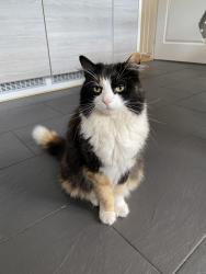 Lost Female Cat last seen Westclyst, Devon, England EX1
