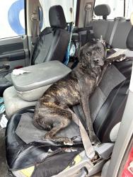 Lost Female Dog last seen 34th and University , Lubbock, TX 79411