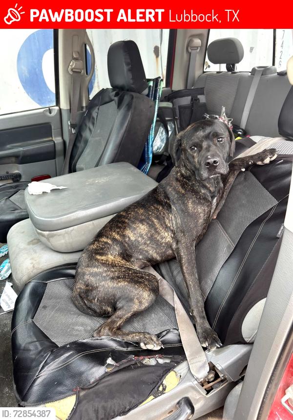 Lost Female Dog last seen 34th and University , Lubbock, TX 79411