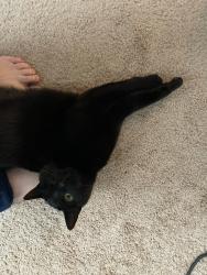 Lost Female Cat last seen Near Derby Drive Harrisonburg VA, Harrisonburg, VA 22801