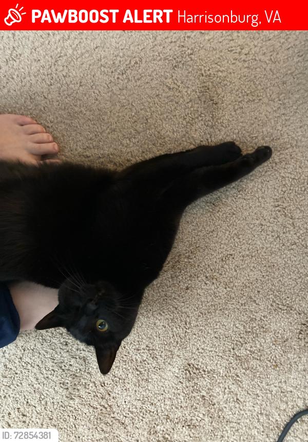 Lost Female Cat last seen Near Derby Drive Harrisonburg VA, Harrisonburg, VA 22801