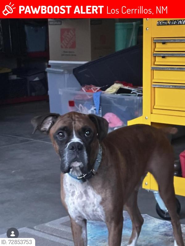 Lost Male Dog last seen Richard’s and Cerillos , Los Cerrillos, NM 87010