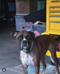 Lost Male Dog last seen Richard’s and Cerillos , Los Cerrillos, NM 87010