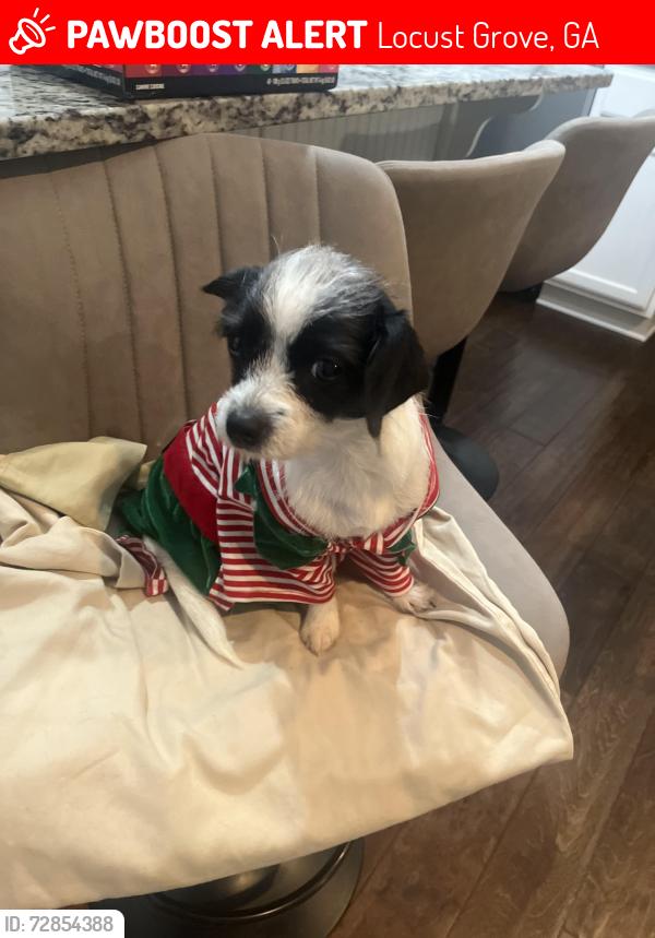 Lost Female Dog last seen arabella parkway and bill gardner parkway , Locust Grove, GA 30248