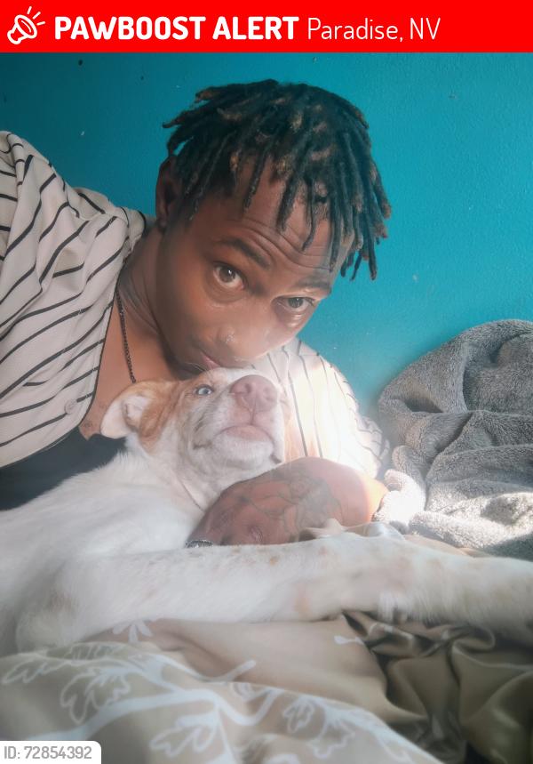 Lost Male Dog last seen Russell and valley view , Paradise, NV 89118