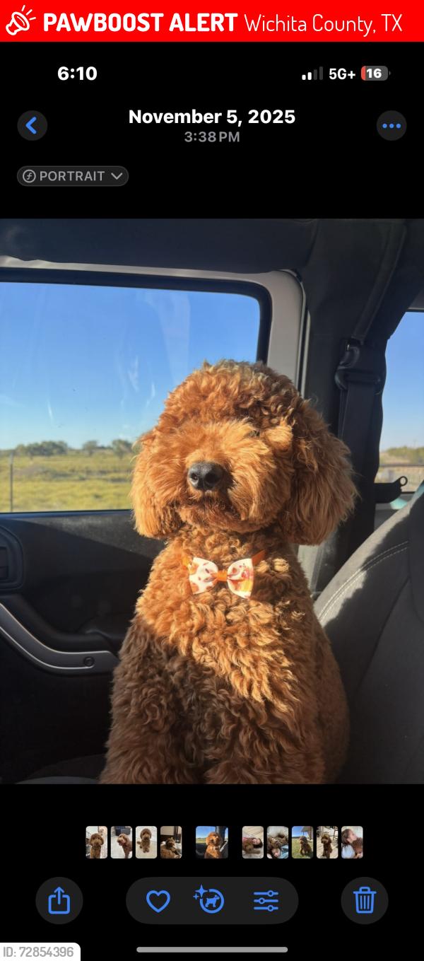 Lost Male Dog last seen weetu road, Wichita County, TX 76367