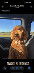 Lost Male Dog last seen weetu road, Wichita County, TX 76367