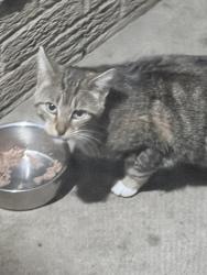 Found/Stray Unknown Cat last seen Between 7&8 mile and inkster & uu, Livonia, MI 48152