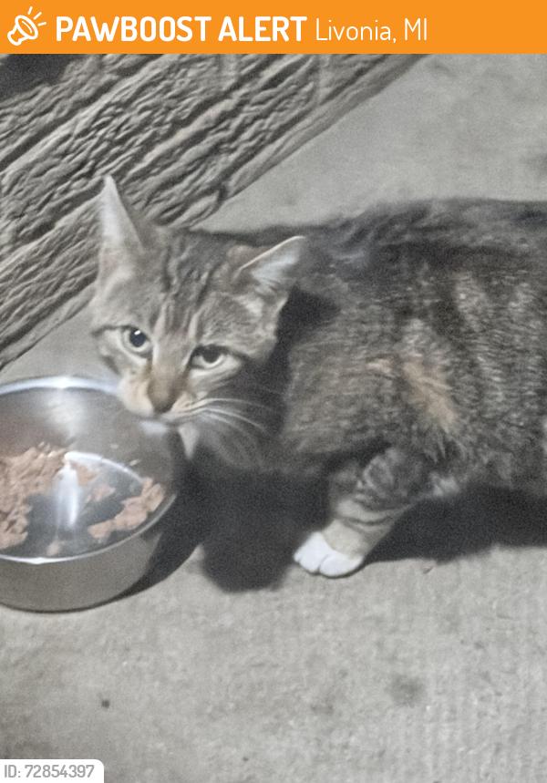 Found/Stray Unknown Cat last seen Between 7&8 mile and inkster & uu, Livonia, MI 48152