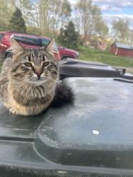 Found/Stray Unknown Cat last seen Hubbard Nebraska , Hubbard, NE 68741
