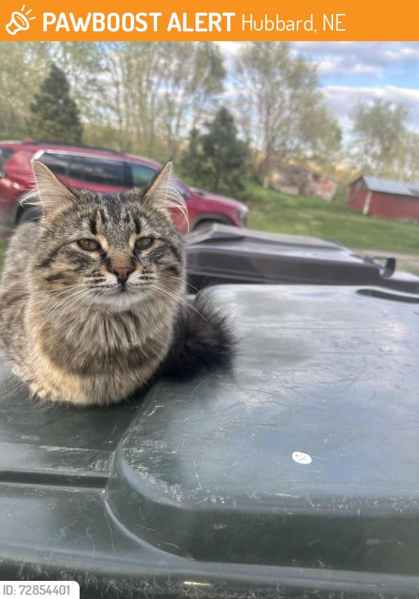 Found/Stray Unknown Cat last seen Hubbard Nebraska , Hubbard, NE 68741
