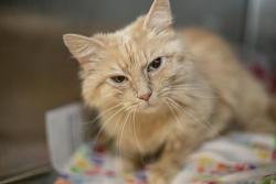 Shelter Stray Female Cat last seen CHARLOTTE, Charlotte, NC 28217