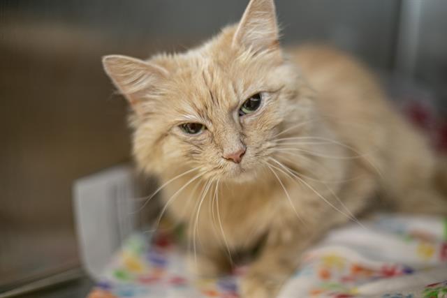 Shelter Stray Female Cat last seen CHARLOTTE, Charlotte, NC 28217