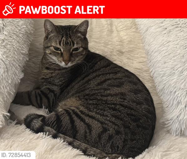 Lost Male Cat last seen Starnes and Rufe Snow, North Richland Hills, TX 76182