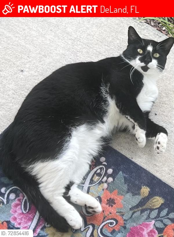 Lost Male Cat last seen Nature’s Wood Blvd , DeLand, FL 32724