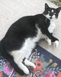 Lost Male Cat last seen Nature’s Wood Blvd , DeLand, FL 32724