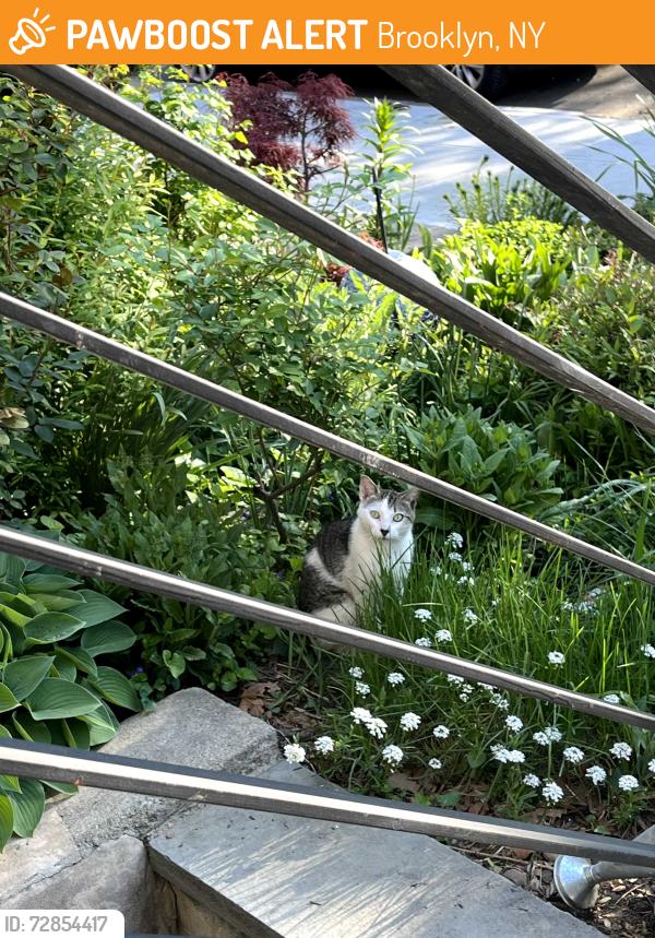 Found/Stray Unknown Cat last seen Cortelyou Road and East 7th Street, Brooklyn, NY 11230