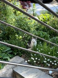 Found/Stray Unknown Cat last seen Cortelyou Road and East 7th Street, Brooklyn, NY 11230