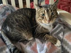 Lost Male Cat last seen Rancho Cordova Apartaments, Rancho Cordova, CA 95670