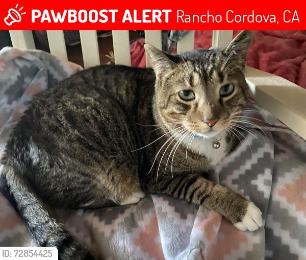 Lost Male Cat last seen Rancho Cordova Apartaments, Rancho Cordova, CA 95670