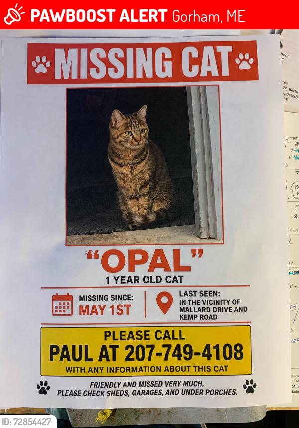 Lost Female Cat last seen Kemp Road, Gorham, ME 04038