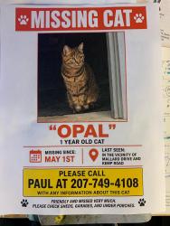 Lost Female Cat last seen Kemp Road, Gorham, ME 04038