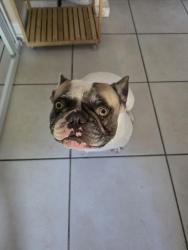 Lost Male Dog last seen 174th ter, Miami Lakes, FL 33014